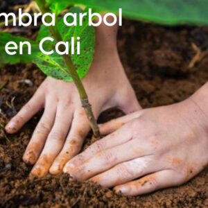 Siembra arbol en Cali + Detalle