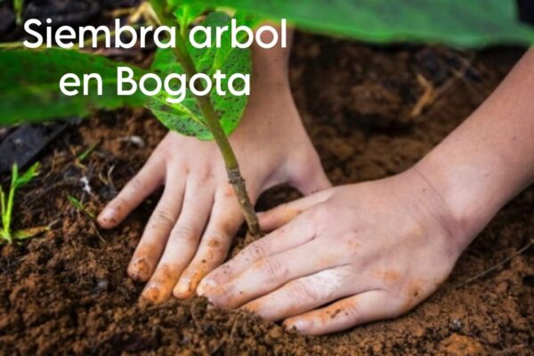 Siembra un arbol en Bogota + Detalle